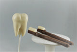 Tooth Lollipop